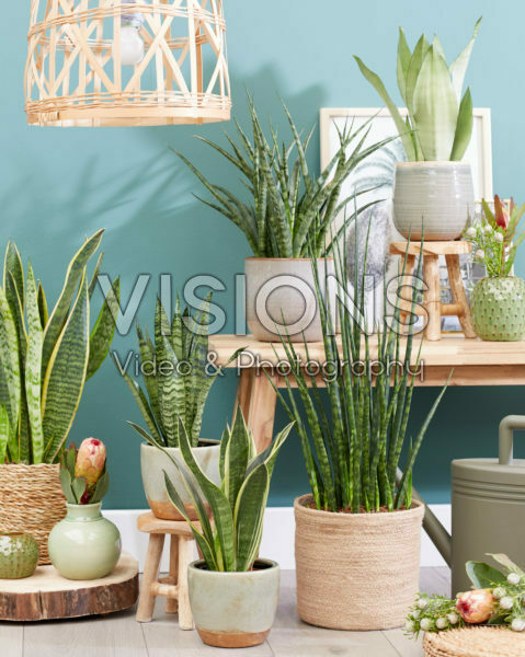 Sansevieria collection Sansevieria collection