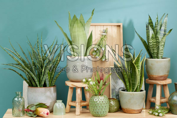 Sansevieria collectie Sansevieria collectie