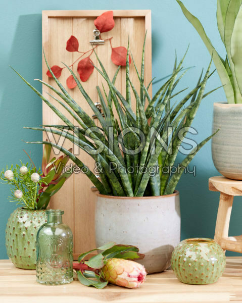 Sansevieria Fernwood Punk Sansevieria Fernwood Punk