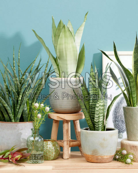 Sansevieria collection Sansevieria collection