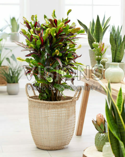 Codiaeum variegatum Mammi Codiaeum variegatum Mammi
