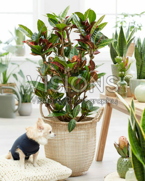 Codiaeum variegatum Petra Codiaeum variegatum Petra