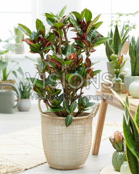 Codiaeum variegatum Petra Codiaeum variegatum Petra