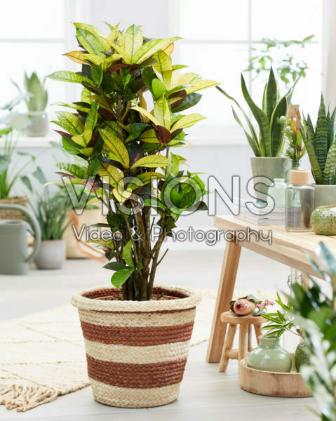 Codiaeum variegatum Mrs. Iceton Codiaeum variegatum Mrs. Iceton