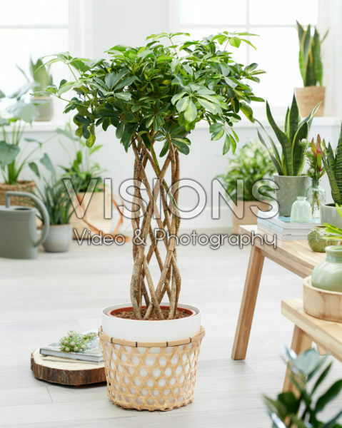 Schefflera arboricola Gold Capella Schefflera arboricola Gold Capella