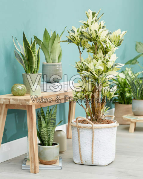 Codiaeum variegatum Tamara, Sansevieria Codiaeum variegatum Tamara, Sansevieria