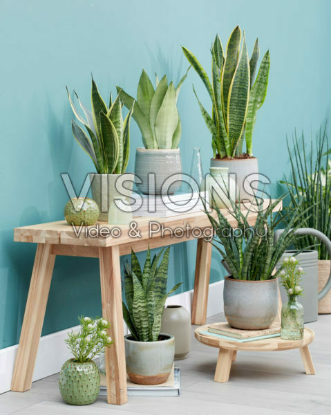 Sansevieria collection Sansevieria collection