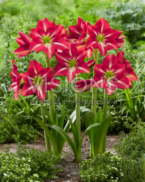 Hippeastrum Striped Beauty Hippeastrum Striped Beauty
