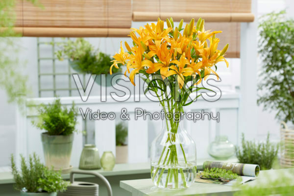 Lilium Twinlife Orange Lilium Twinlife Orange