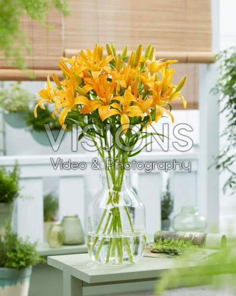Lilium Twinlife Orange Lilium Twinlife Orange