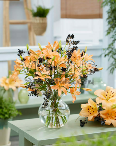 Lilium Orange Cocotte Lilium Orange Cocotte