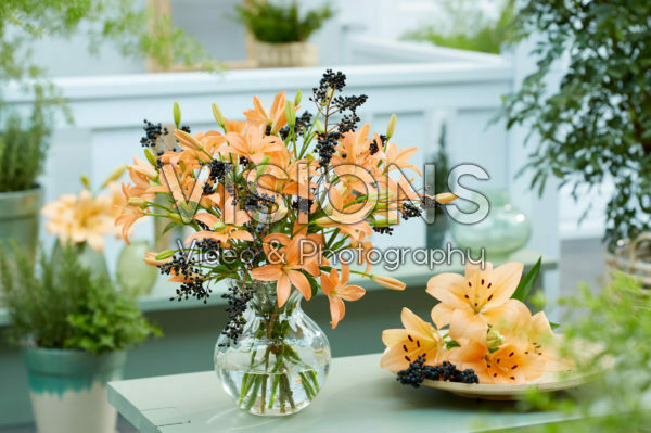 Lilium Orange Cocotte Lilium Orange Cocotte