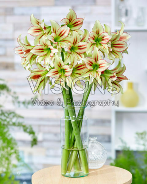 Hippeastrum Cleopatra Hippeastrum Cleopatra