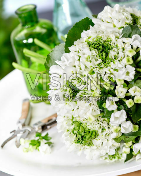 Bouvardia White Sensation, Ranunculus Pon Pon Iglo
Bouvardia White Sensation, Ranunculus Pon Pon Iglo