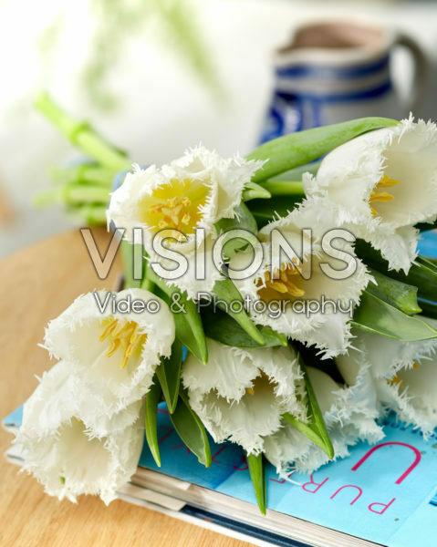 Tulipa Cambridge Tulipa Cambridge