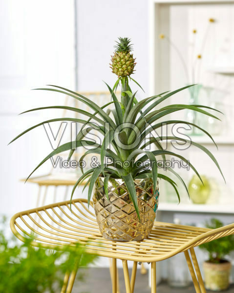 Bromelia Ananas Bromelia Ananas