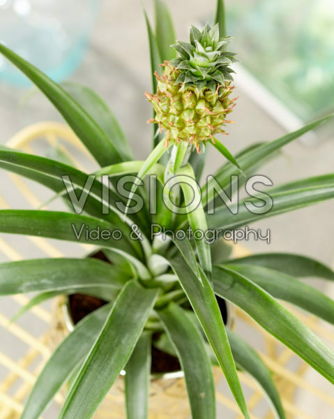 Bromelia Ananas Bromelia Ananas