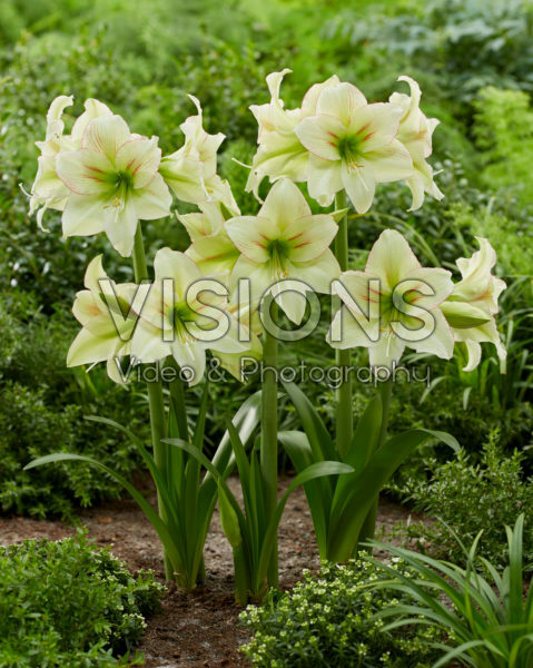 Hippeastrum Forest Sunset Hippeastrum Forest Sunset