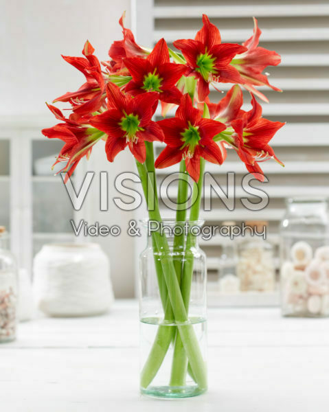 Hippeastrum Red Beauty Hippeastrum Red Beauty