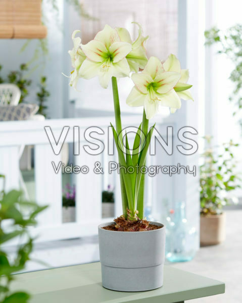 Hippeastrum Forest Sunset Hippeastrum Forest Sunset