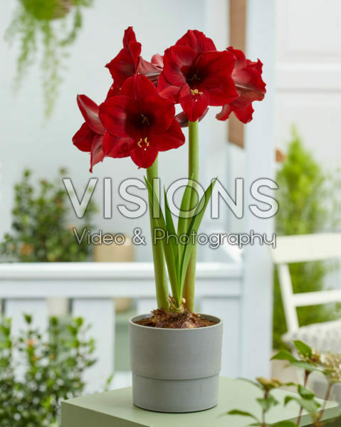 Hippeastrum Night Dance Hippeastrum Night Dance