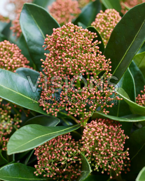 Skimmia japonica Miracle ® Skimmia japonica Miracle ®