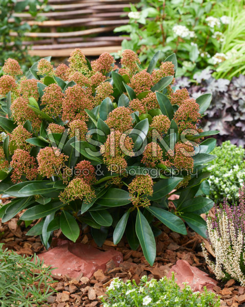 Skimmia japonica Miracle ® Skimmia japonica Miracle ®