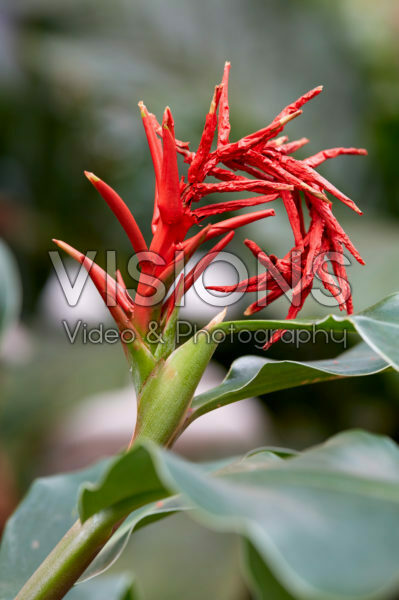 Hedychium gardnerianum Hedychium gardnerianum