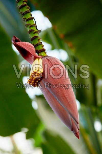 Musa Musa