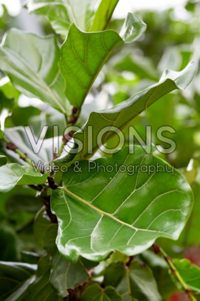 Ficus lyrata Ficus lyrata
