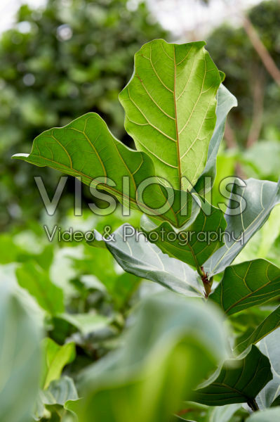 Ficus lyrata Ficus lyrata