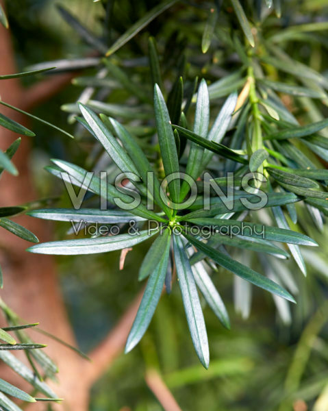 Podocarpus macrophyllus Podocarpus macrophyllus