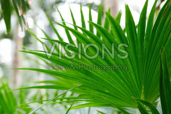 Livistona chinensis Livistona chinensis