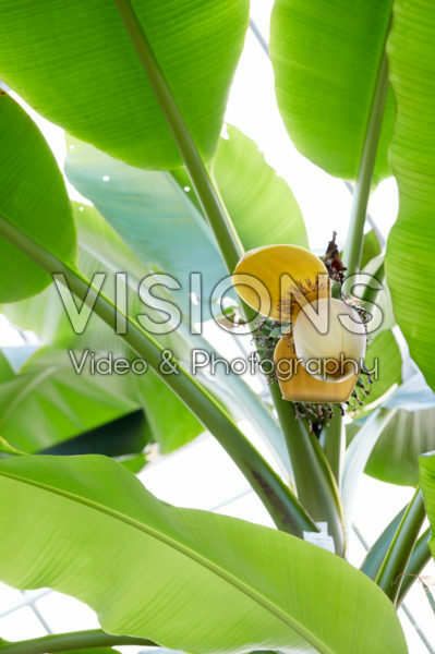 Musa x paradisiaca Musa x paradisiaca