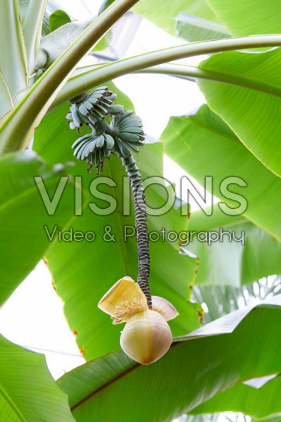 Musa x paradisiaca Musa x paradisiaca