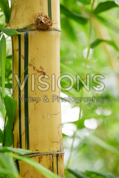 Bambusa vulgaris Bambusa vulgaris