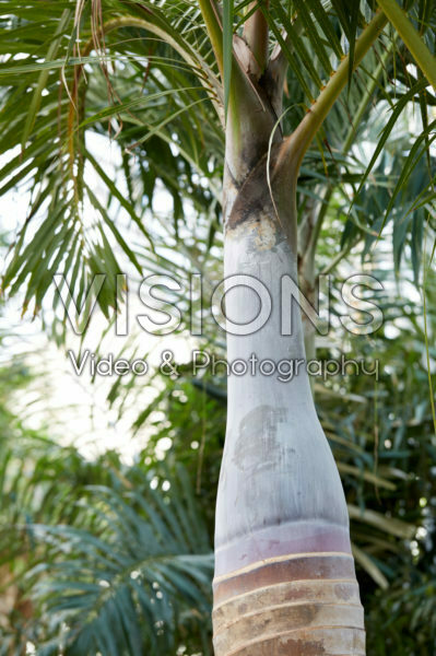 Hyophorbe lagenicaulis Hyophorbe lagenicaulis