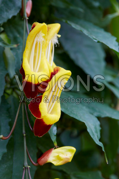 Thunbergia mysorensis Thunbergia mysorensis