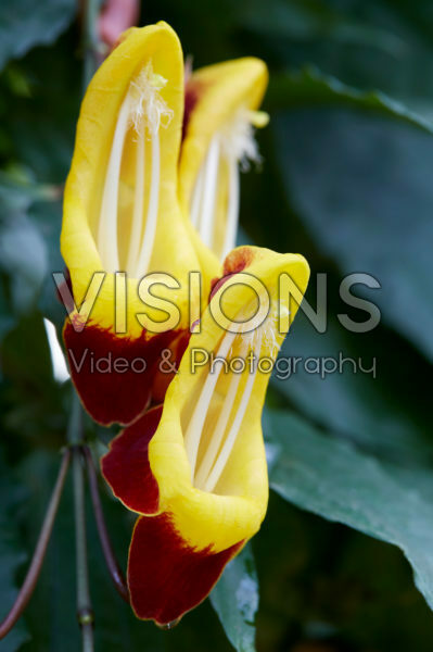 Thunbergia mysorensis Thunbergia mysorensis
