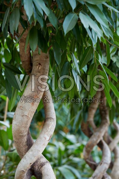 Ficus Amstel King Ficus Amstel King