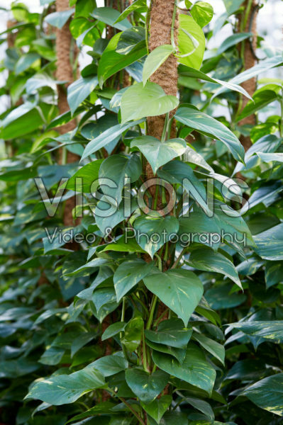 Philodendron scandens Brazil Philodendron scandens Brazil