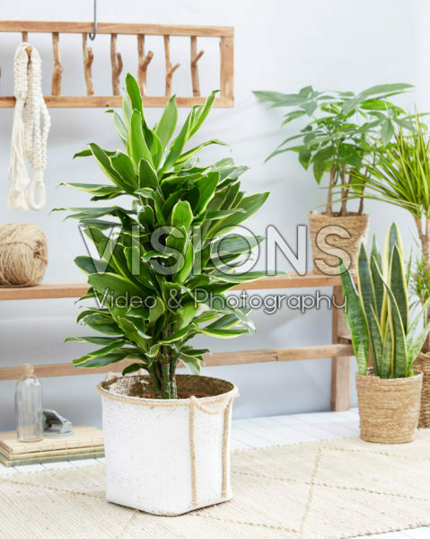 Dracaena Golden Coast Dracaena Golden Coast