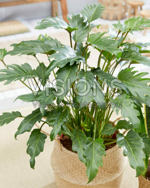 Philodendron Xanadu Philodendron Xanadu