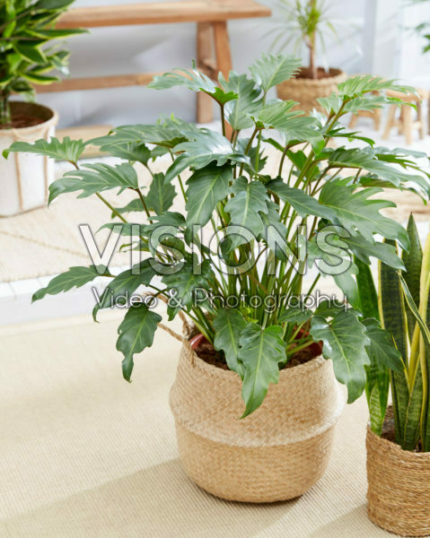 Philodendron Xanadu Philodendron Xanadu