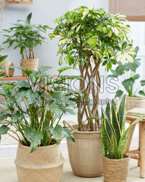 Indoor plant collection Indoor plant collection