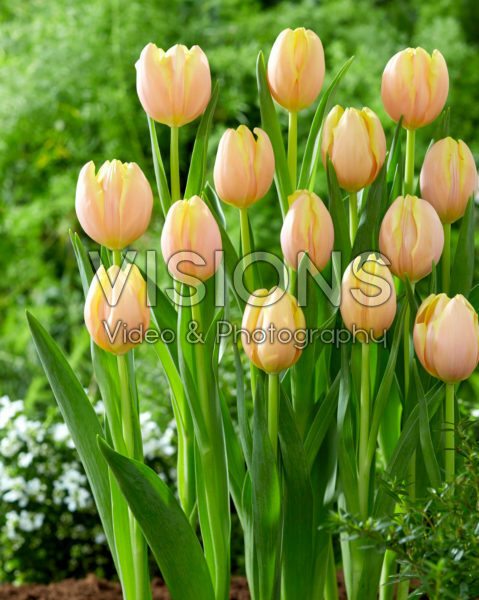 Tulipa Mango Charm Tulipa Mango Charm
