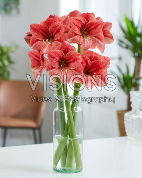 Hippeastrum Pink Panther Hippeastrum Pink Panther