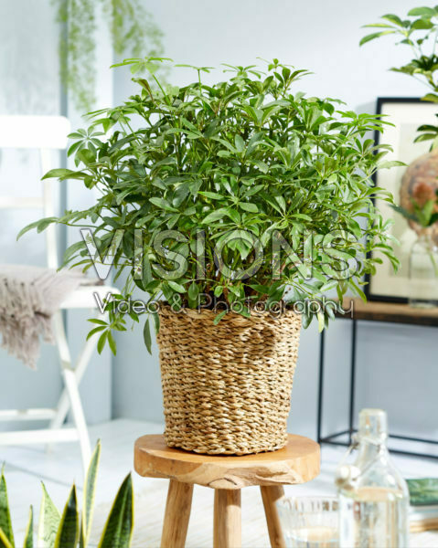 Schefflera Schefflera