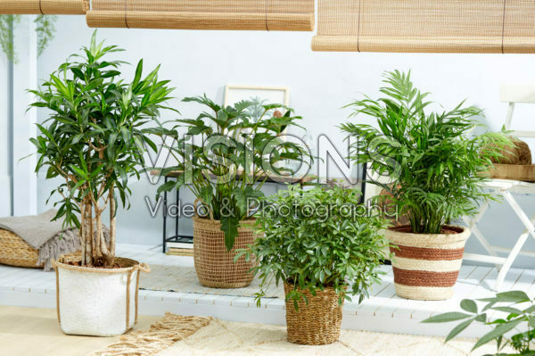 Kamerplanten collectie Kamerplanten collectie