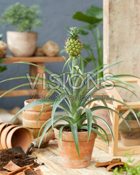 Bromelia Ananas Bromelia Ananas